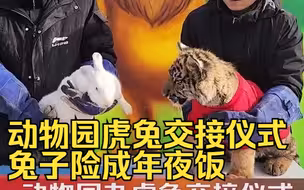动物园虎兔交接仪式兔子险成年夜饭 仪式草草收尾