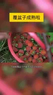 覆盆子采摘正当时，是时候回味下童年的记忆了！