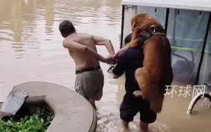 温情又可爱，河南暴雨中主人背金毛蹚水撤离，狗子乖乖配合一动不动