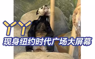 丫丫现身纽约时代广场大屏幕