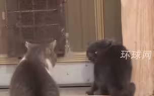 养猫千日，用猫一时！辽宁盘锦40多只猫咪组队守粮仓
