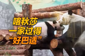 旅俄大熊猫“喀秋莎”：乌拉！ 在俄罗斯过得好巴适