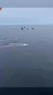 广西东兴近海又见罕见海豚