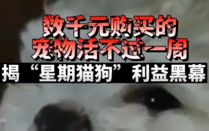 数千元购买的宠物活不过一周！揭“星期猫狗”利益黑幕