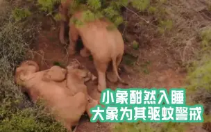 温馨！小象惬意躺地酣然入睡 母象用身体遮阴还为其驱蚊警戒