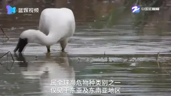 丽水首次发现濒危动物黑脸琵鹭
