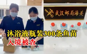 沐浴液瓶装300条鱼苗入境被查：经鉴定，均为青鳉鱼