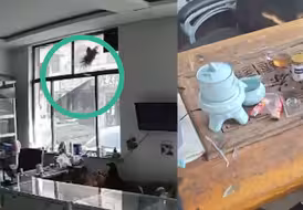 真“飞来”横祸！男子躺屋内玩手机险被鸽子破窗“谋杀”