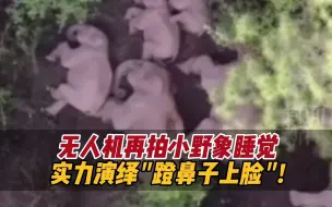 无人机再次拍到云南小野象睡觉～实力演绎“蹬鼻子上脸”！
