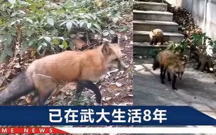 武大网红狐狸珞珞生娃了！一灰一黑，两个圆滚滚身影超可爱