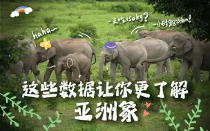 世界大象日， 这些数字让你更了解亚洲象