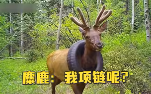 咋戴上去的？野生麋鹿戴了2年的轮胎被取下