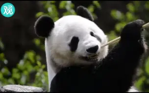 旅美22年的“白云”，明天就回来啦！