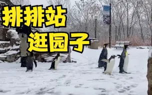 企鹅七兄弟 排排站 逛园子