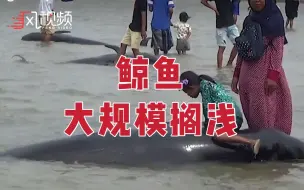 爪哇岛45只短尾鲸搁浅，仅3只存活被推回海中