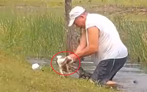 美国大爷勇斗鳄鱼救爱犬