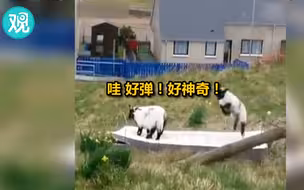 美羊羊跳上“蹦蹦床”：老好玩的！