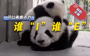 【鲁健访谈】原来大熊猫也分“i猫”和“e猫”