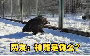 秃鹫雪地里撒欢走出冻脚步伐