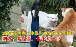 2猫咪校园内吵架20余名同学围观，网友：光吃瓜，也不劝一下