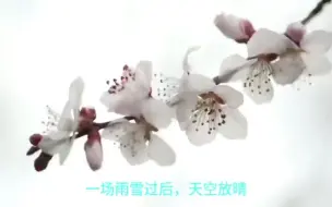山桃花迎春绽放