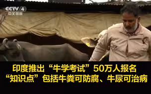印度推出“牛学考试”50万人报名，“知识点”包括牛粪可防腐、牛尿可治病