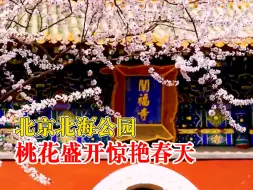 北京北海公园桃花盛开惊艳春天：繁花与白塔交相辉映十分美丽