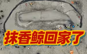 让我们揪心的搁浅抹香鲸回归大海