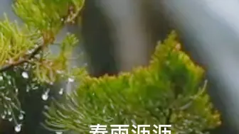 第一场春雨来啦 康康兰州的花红草绿