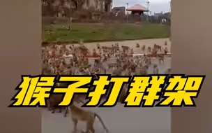泰国两群猴子在路口“打群架” 吓坏路人