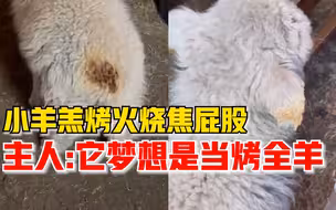 小羊羔火炉旁取暖烧焦屁股，主人：它想成为一只烤全羊
