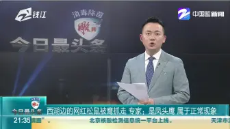 西湖边的网红松鼠被鹰抓走  专家：是凤头鹰  属于正常现象