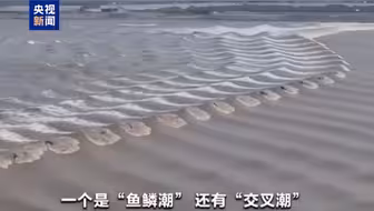 钱塘江大潮观潮季 网格潮、鱼鳞潮、交叉潮……你看过几个？