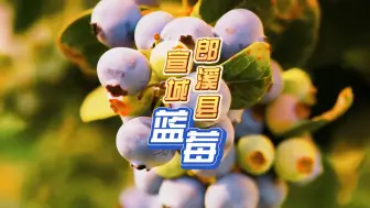 农业大摸底！宣城市郎溪县蓝莓！