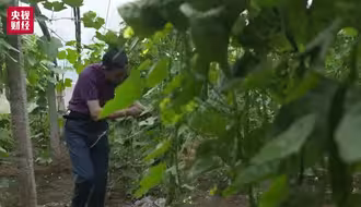 南方买菜买一顿，北方买菜买一吨？一场因为冬天“囤菜”引发的大讨论…