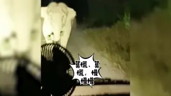 北移亚洲象回家了 “怼脸”莫慌！司机夜行遇袭击教科书式自救