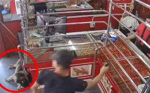 泰国珠宝店老板模拟抢劫案试探自家狗子 不料狗子反应让人笑喷！