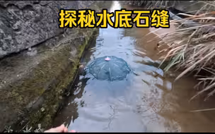 排水渠石缝里的藏鱼量太惊人!