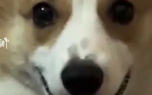 妈妈辅导儿子作业被气炸，狗狗一旁幸灾乐祸，下一秒笑容瞬间消失