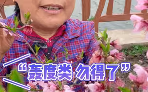 今天的风有点大，用浦东本地话怎么说？桃农阿姨又来了！