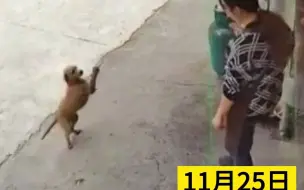怀孕店主被邻居家的狗作揖恭喜，店主妈妈一脸开心拿肉喂狗。