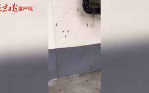 围剿美国白蛾！拉网消杀行动效果显著