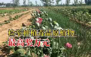 山西一地发布通告：检举种植毒品原植物最高奖万元