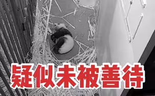 大熊猫美香一家三口留美再延长3年，华盛顿动物园曾曝“美香”产后未被善待？