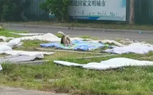 开学季同学们草地晒被子 狗子无处撒欢，被子遭报复性“试睡”