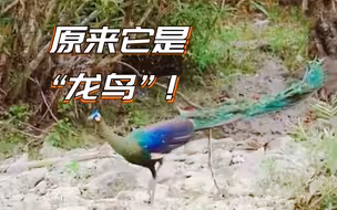 原来它是“龙鸟”！