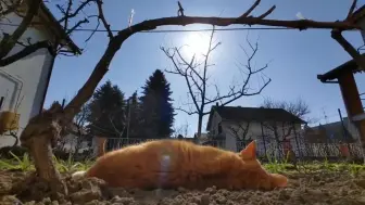 我能看一天！小猫咪治愈系午睡
