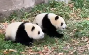 大熊猫“渝可”“渝爱”正在打闹，看到妈妈走了立刻屁颠屁颠跟上