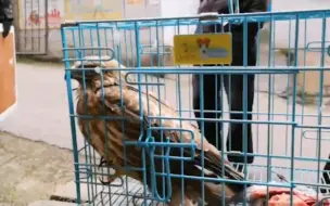 普通鵟闯入居民鸽笼偷吃3只鸽子 居民用棉衣包裹抓获求助野管站