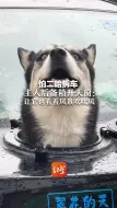 怕二哈拆车 主人后备箱开天窗：让它也看看风景吹吹风